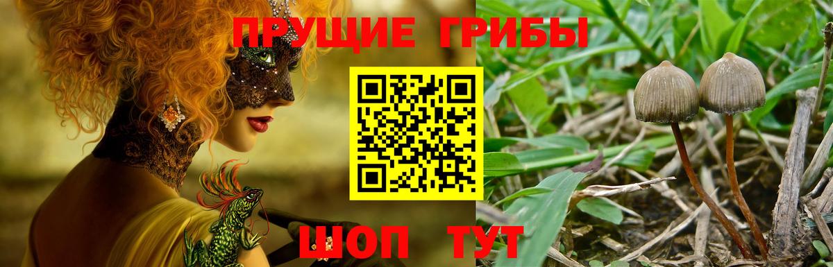 Галлюциногенные грибы Magic Shrooms Балтийск